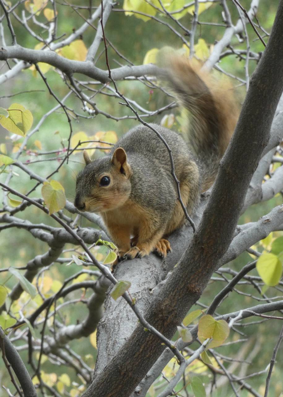 Dog eats best sale squirrel poop